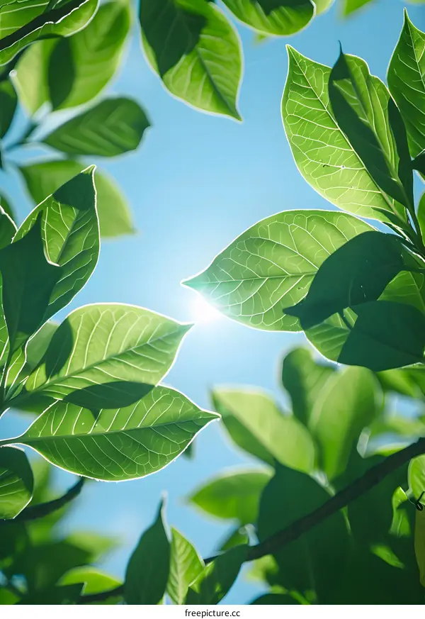 Sunlight shining through green leaves