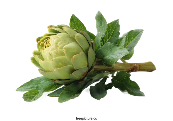 [Transparent Background PNG]Fresh Green Artichoke with Leaves on White Background