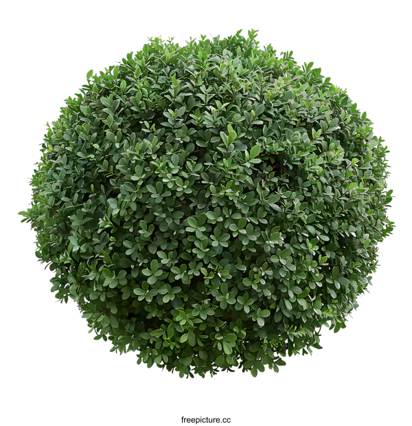 [Transparent Background PNG]Green Bush Top View Isolated on White Background