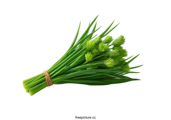 [Transparent Background PNG]Fresh Chives Bunch Isolated on White Background