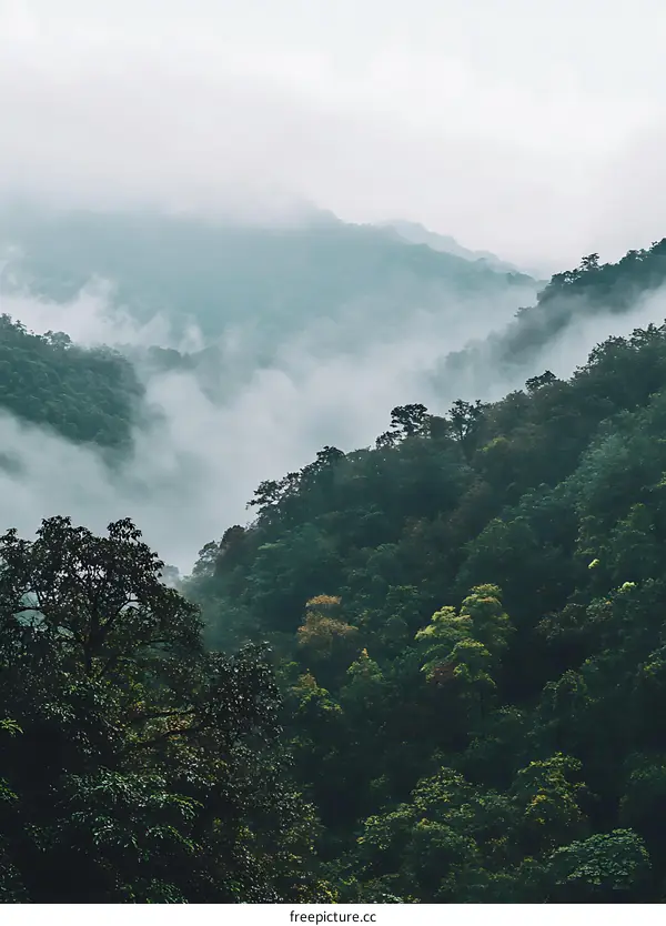 Misty Mountain Landscape with Lush Green Trees