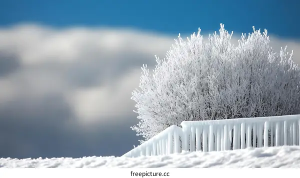 Winter Wonderland Snowy Trees and Frozen Fence