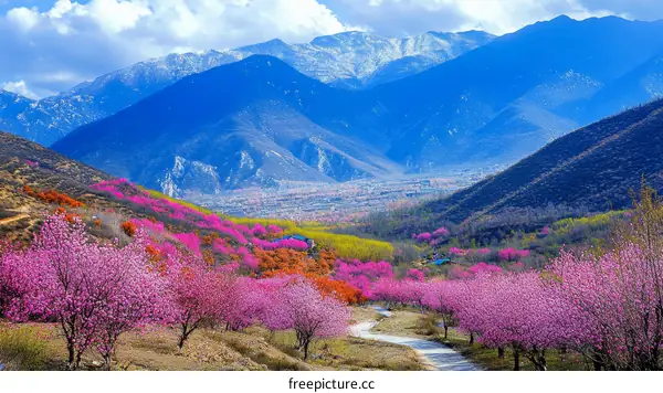 Spring Blossom Valley Against Majestic Mountains