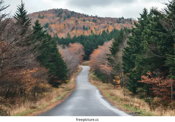 Winding Road Through Autumn Forest