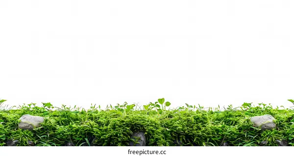 Green Grass Border with Rocks on White Background