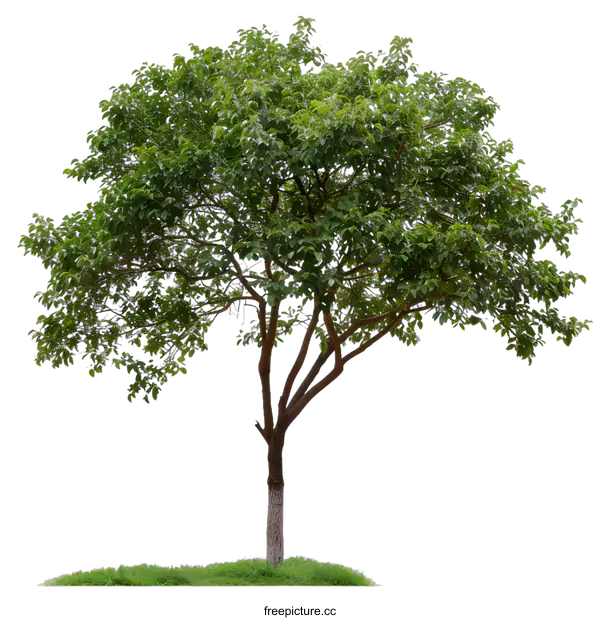 [Transparent Background PNG]Green Tree Isolated on White Background