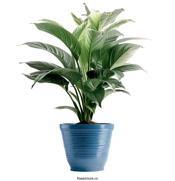 [Transparent Background PNG]A beautiful green plant in a blue pot
