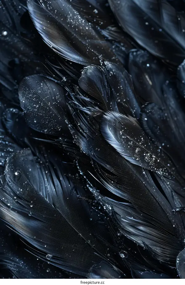 Black Feathers with Water Droplets