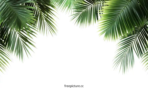 Tropical Palm Leaves Border Frame