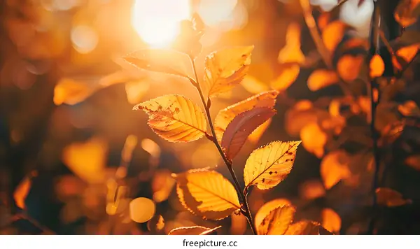 Autumn Leaves Sun Rays Fall Foliage Nature