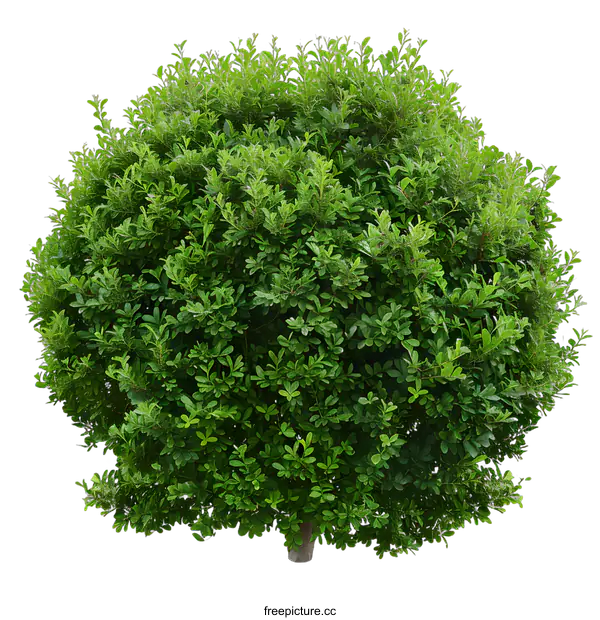 [Transparent Background PNG]Green Bush Tree Isolated On White Background