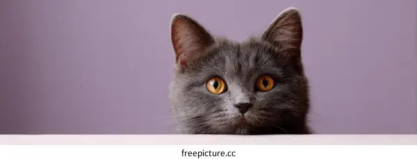 Gray Cat Peeking Over Edge