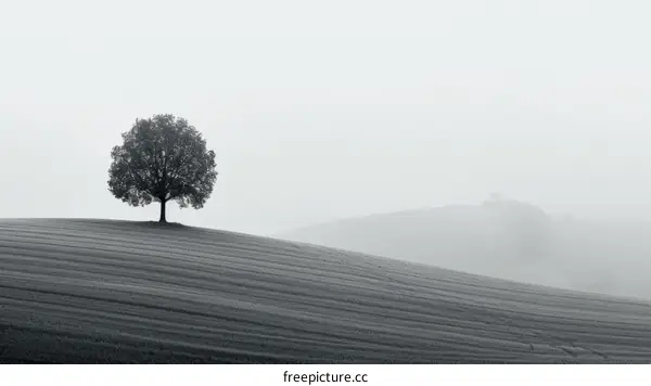 A lonely tree stands in a field of wheat with a hill in the distance