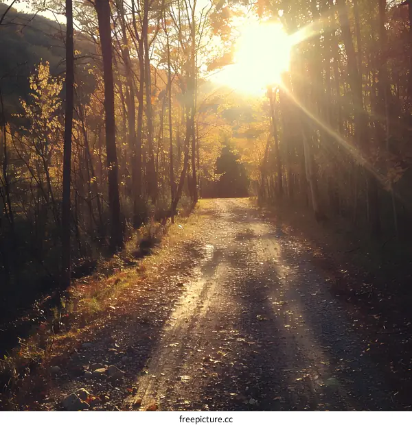 The sun shines through the trees on a forest road