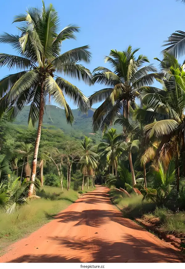 Palm trees on a dirt road in the jungle