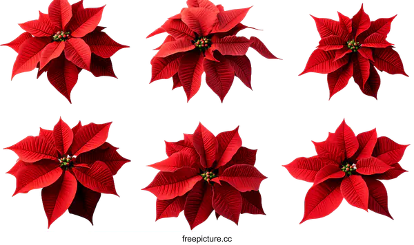 [Transparent Background PNG]Christmas Poinsettia Flowers Isolated on White Background