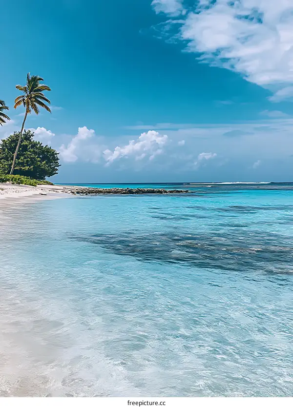 Tropical Beach with Palm Tree and Clear Blue Water