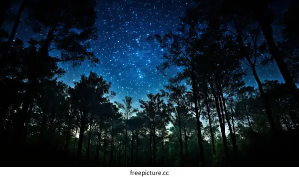 A starry night sky with trees in silhouette