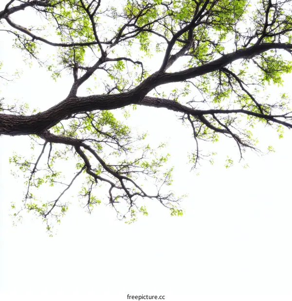 Fresh Green Tree Canopy against White Background