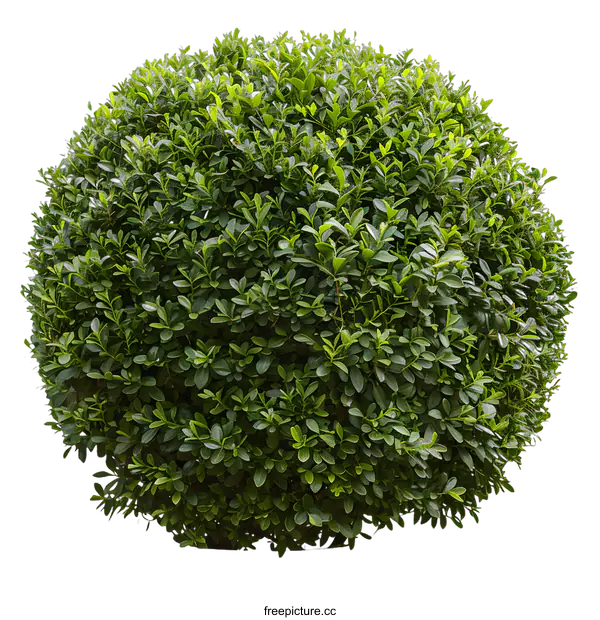 [Transparent Background PNG]Green Bush Sphere Isolated on White Background