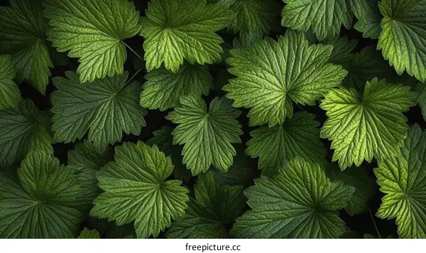 Closeup View of Lush Green Leaves