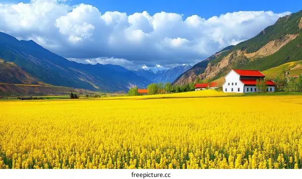 Vast Canola Field Under a Sky of Clouds and Mountains