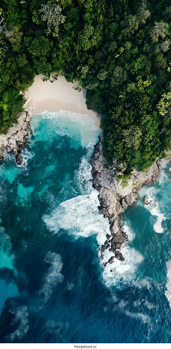 Aerial View of Tropical Beach with Lush Green Forest