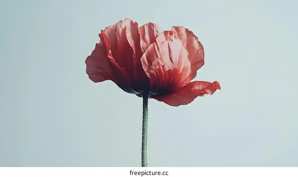 Beautiful Single Poppy Flower Close-up