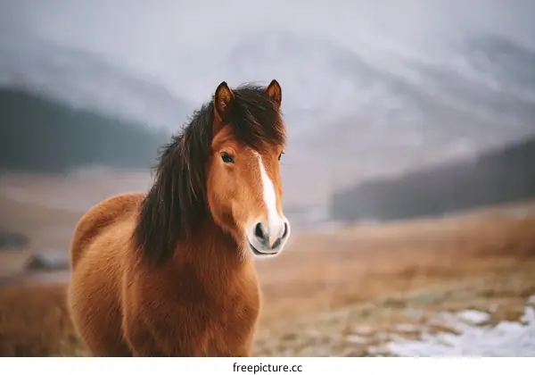Icelandic Horse in a Winter Landscape