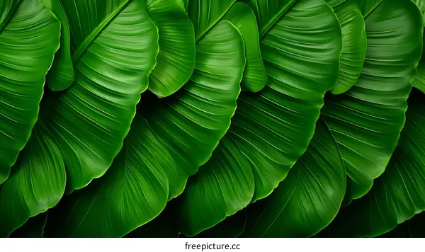 vibrant green leaves of a tropical plant