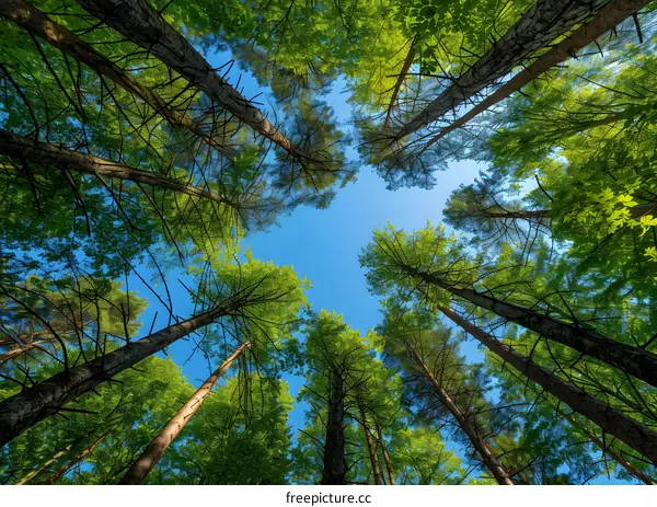 Looking up at the tall trees in the forest