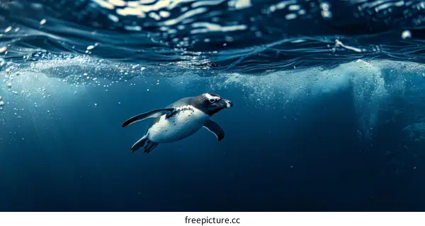 Gentoo penguin swimming underwater in the Southern Ocean near Antarctica