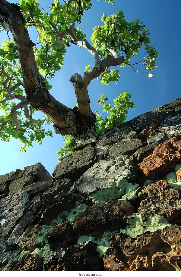 An old tree growing on a stone wall