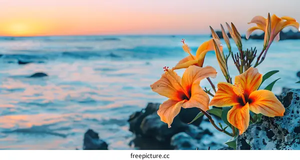 Orange Hibiscus Flowers Blooming by the Ocean at Sunset