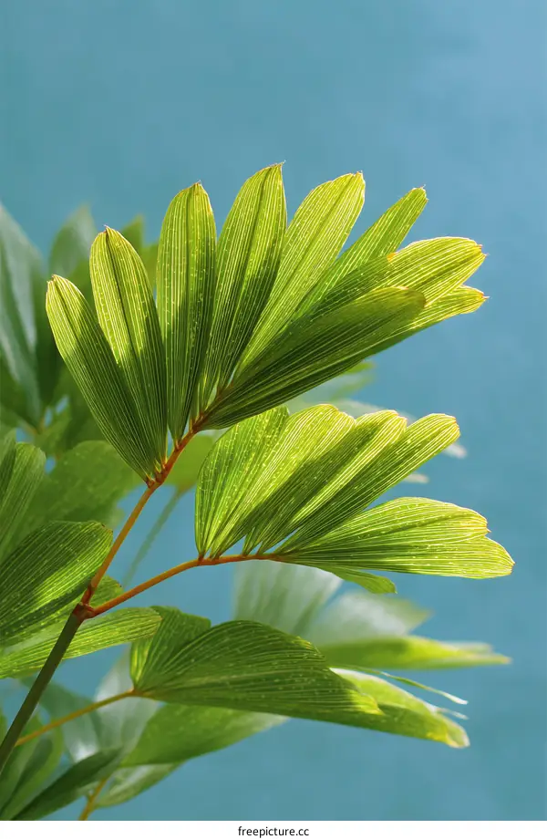 Close-up Tropical Palm Leaf Detail Against a Light Blue Sky