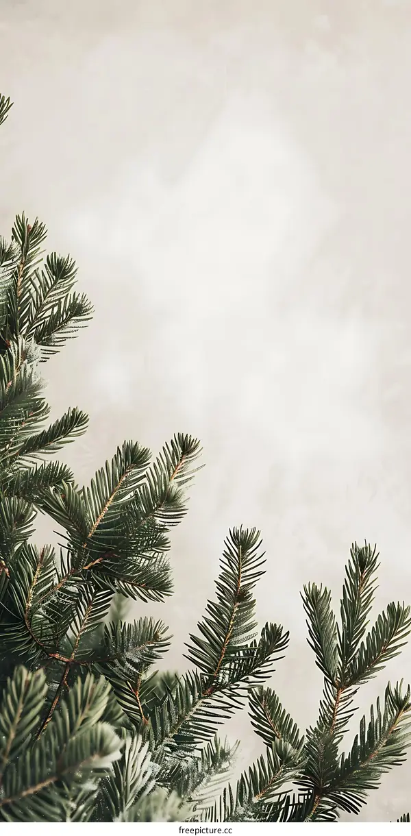 Green Pine Branches On Beige Background
