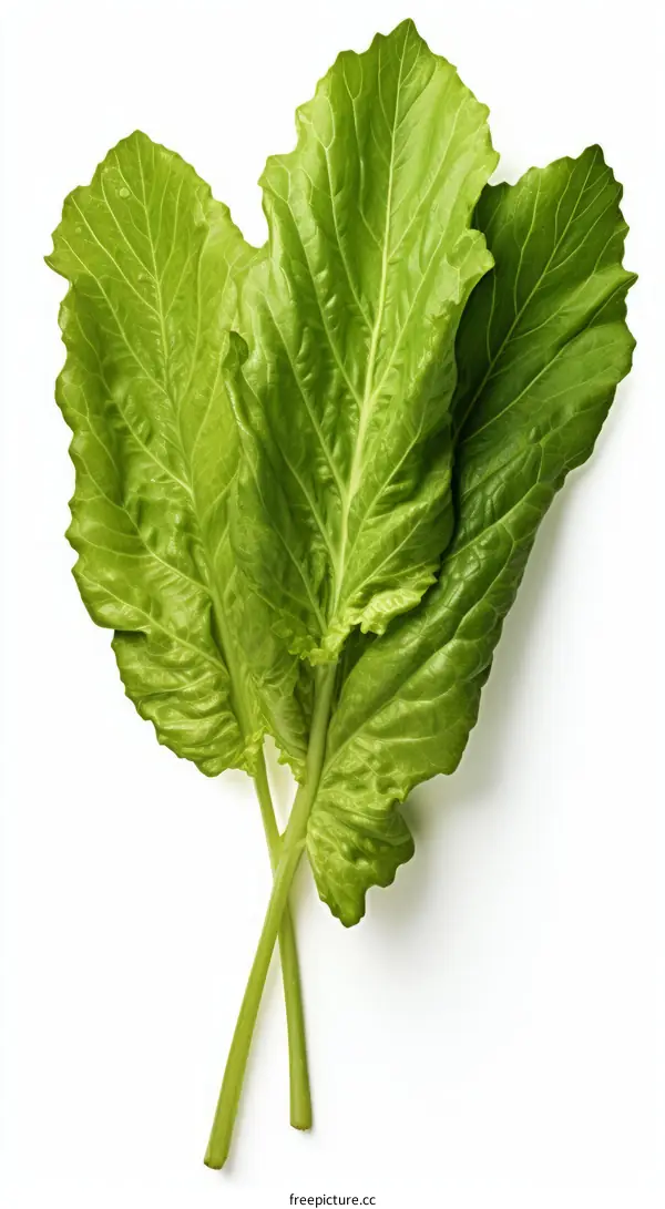 Green leaf vegetable