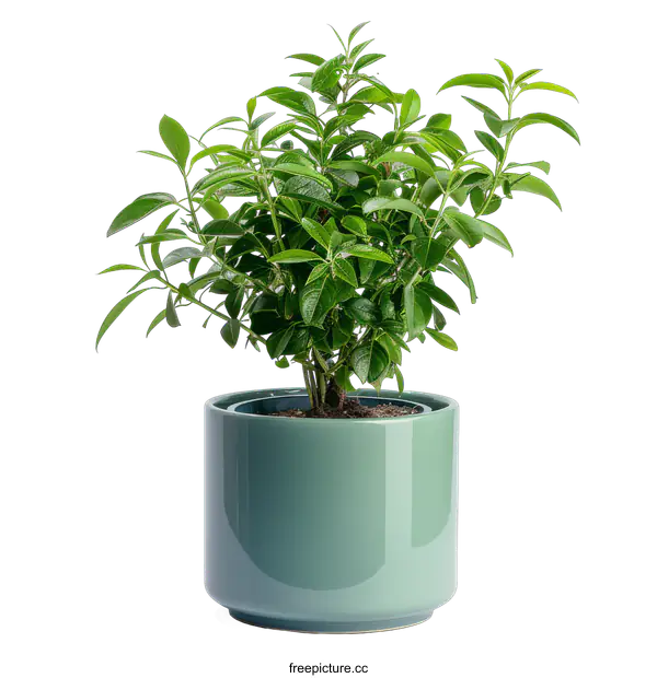 [Transparent Background PNG]Green Plant in Pot on transparent background