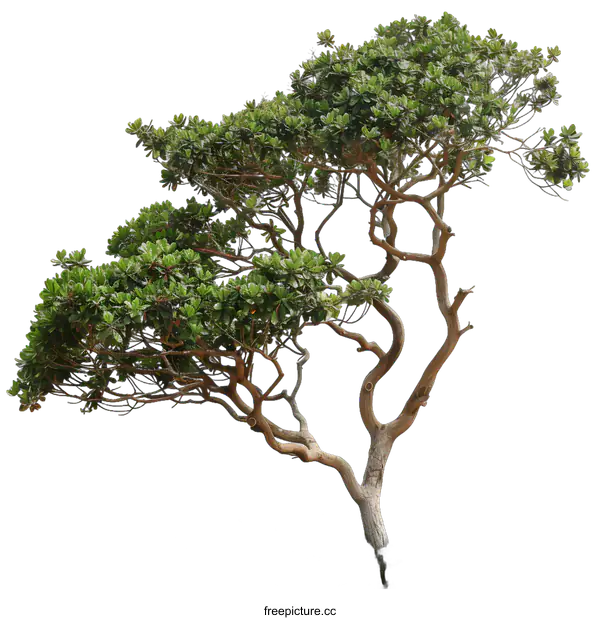 [Transparent Background PNG]Green Tree Isolated On White Background