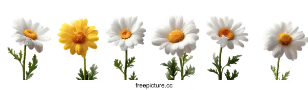 [Transparent Background PNG]Colorful Daisy Flowers in Row
