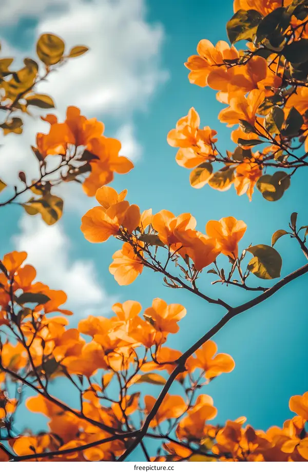 Orange Flowers Against A Blue Sky