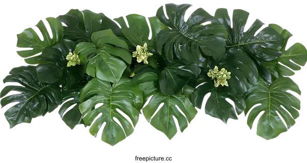 [Transparent Background PNG]Green Monstera Leaves Isolated On White Background