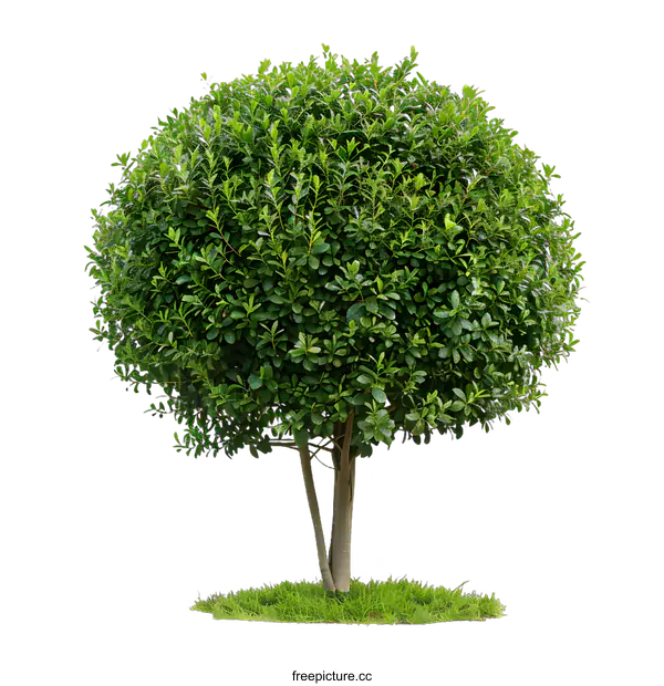 [Transparent Background PNG]Green Bush Tree Isolated On White Background