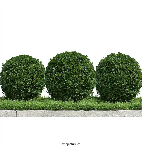 Three Spherical Evergreen Plants in a Row