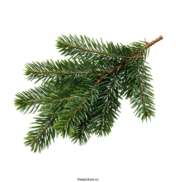 [Transparent Background PNG]Close-up of a Christmas Tree Branch