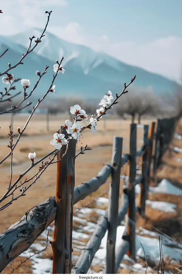 Close Up Of White Flowers On A Branch With A Wooden Fence And A Mountain In The Background