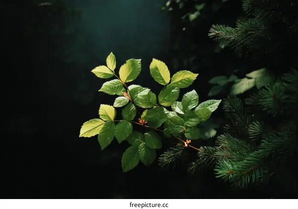 Natures Embrace: Sunlight on Lush Foliage