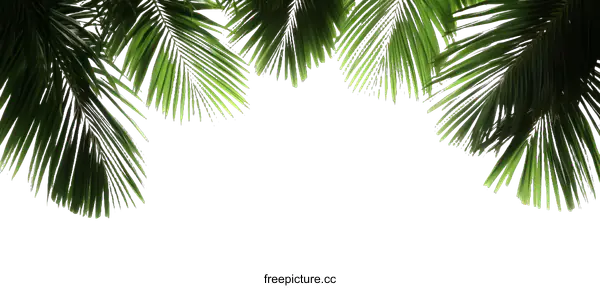 [Transparent Background PNG]Tropical Palm Leaves Background Image