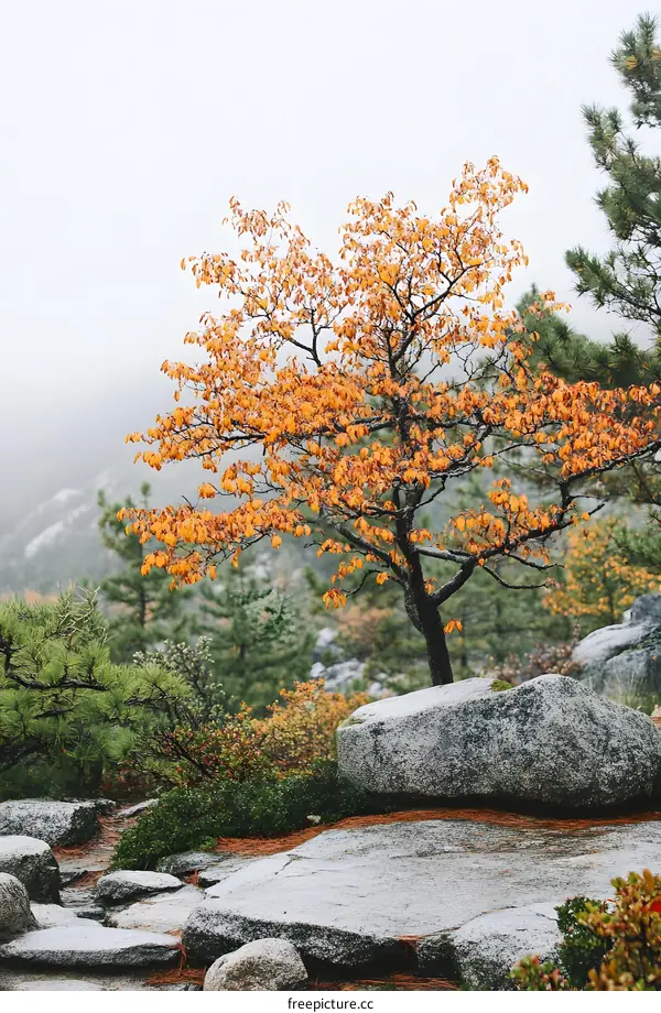 Autumn Tree with Yellow Leaves in the Mountains