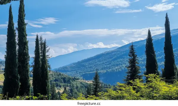 Mountain Landscape with Evergreen Trees under Clear Sky